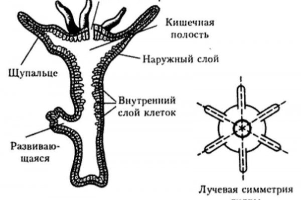 Ссылка на сайт кракен в тор браузере